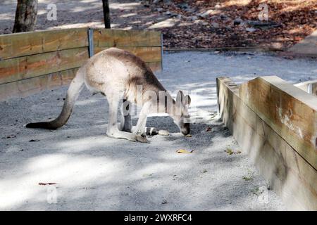 Solitary Agile Wallaby (Notamacropus agilis) searching for food : (pix Sanjiv Shukla) Stock Photo