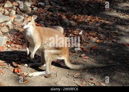 Solitary Agile Wallaby (Notamacropus agilis) searching for food : (pix Sanjiv Shukla) Stock Photo