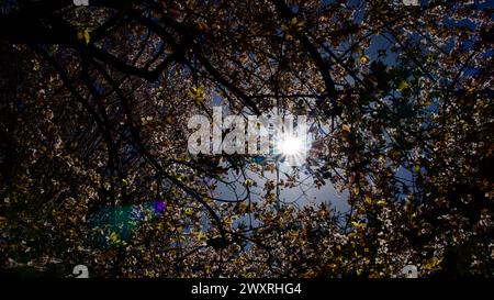 Spring flowers that bloom in April and May. Plum tree flower. Spring landscape.Plum blossom in front of blue sky. The focus is on the front. Stock Photo