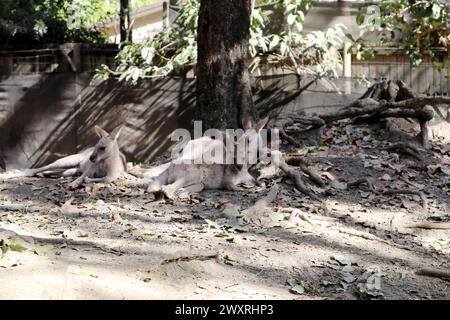 Agile Wallaby family (Notamacropus agilis) resting in tree shade : (pix Sanjiv Shukla) Stock Photo