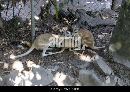 Agile Wallaby family (Notamacropus agilis) resting in tree shade : (pix Sanjiv Shukla) Stock Photo