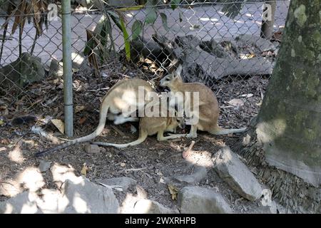 Agile Wallaby family (Notamacropus agilis) resting in tree shade : (pix Sanjiv Shukla) Stock Photo