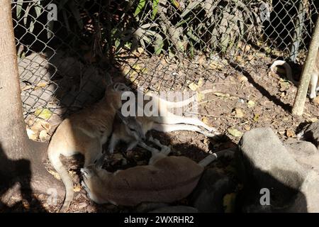 Agile Wallaby family (Notamacropus agilis) resting in tree shade : (pix Sanjiv Shukla) Stock Photo