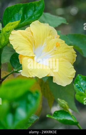 Hibiscus Dev, yellow trumpet-like flower with a white throat Stock Photo