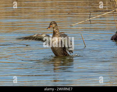 A mallard duck flapping wings in shallow water. Stock Photo