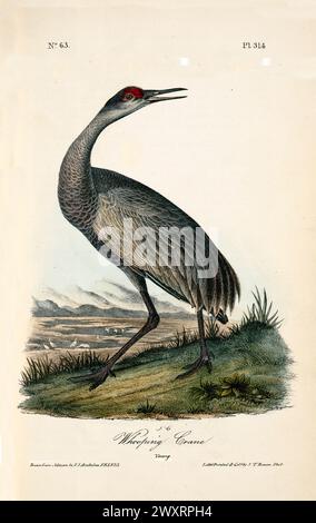 Old engraved illustration of Whooping crane, young  (Grus americana). By J.J. Audubon: Birds of America, Philadelphia, 1840 Stock Photo