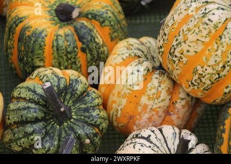 A group of assorted pumpkins on wooden table, including three small ones, close together Stock Photo