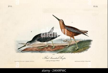 Old engraved illustration of Red-breasted snipe  (Limnodromus griseus). By J.J. Audubon: Birds of America, Philadelphia, 1840 Stock Photo
