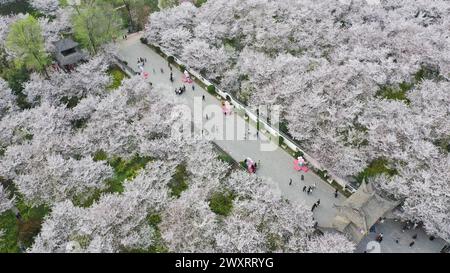 Aerial photo shows the cherry blossoms entering the best viewing season ...