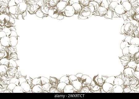 Rectangular horizontal frame with cotton flowers and space for text. Botanical sketch of white cotton balls, leaves and branches. Retro ink vector ill Stock Vector