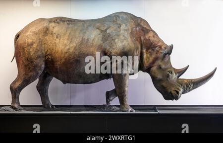 Woolly rhinoceros from Starunia, Natural History Museum in Krakow, Poland Stock Photo