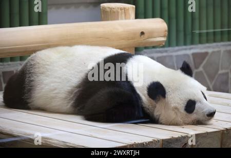 Kobe, Japan. 14th Sep, 2021. This picture taken on March 14, 2021 show Japan's oldest giant panda Tantan who has died at 28-year-old at the Oji zoo in Kobe, western Japan on Sunday, March31, 2024. Female giant panda Tantan came to Japan from China in 2000 with a male giant panda Koukou to encourage Kobe people after a massive earthquake attacked Kobe and westernJapan in 1995. (photo by Yoshio Tsunoda/AFLO) Stock Photo