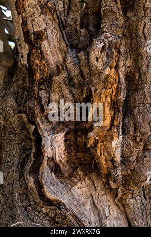 close-up of bark of an old olive tree in mediterranean region Stock Photo