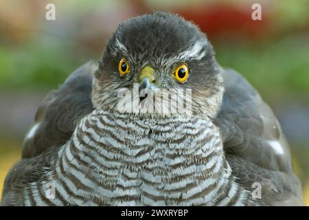 detail of the head of an adult female Eurasian sparrow hawk Stock Photo