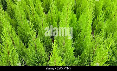 Group of Monterey cypress trees in a nursery greenhouse Stock Photo