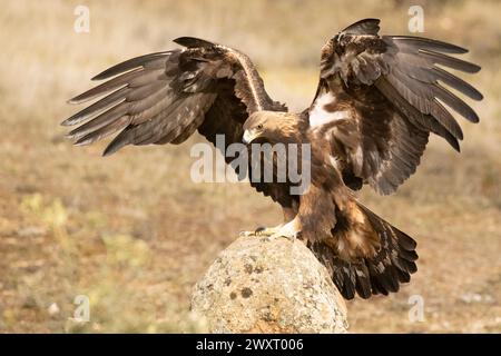 Adult male Golden Eagle landing on a rock in its territory at first light of day Stock Photo