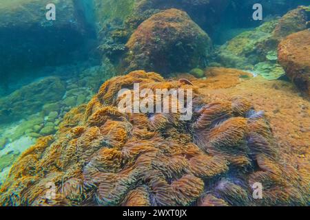 Sea anemone tentacles colony settlements in their natural habitat warm tropical waters on rocks corals reef. Stock Photo