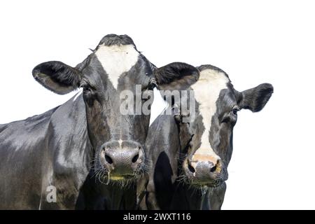 Two cow heads side by side, together, cows on white with dreamy eyes, faces black and white with cut out background Stock Photo