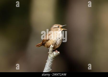 A Wren bird, Troglodytes troglodytes, sings in the spring sunshine while perched on top of a stick in Sussex, UK Stock Photo