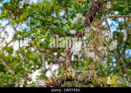 Northern Pencil Orchid (Dockrillia calamiformis) growing on the banks of the Daintree River in north Queensland, Australia Stock Photo