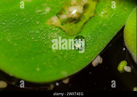 Waterdrop on a leaf Stock Photo