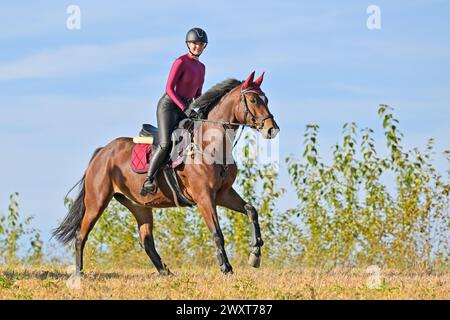 Horseback rider wearing a shiny leotard and faux leather riding breeches cantering in a stubble field Stock Photo