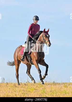 Horseback rider wearing a shiny leotard and faux leather riding breeches cantering in a stubble field Stock Photo