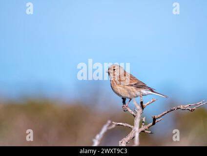 Female common linnet perched. Spain Stock Photo