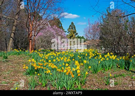 An early springtime daffodil flower bed frames a picturesque scene with a cottage in the background -03 Stock Photo