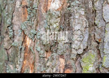 Close Up Bark Of A Acer Pseudoplatanus Leopoldii Tree At Amsterdam The Netherlands 23-5-2022 Stock Photo