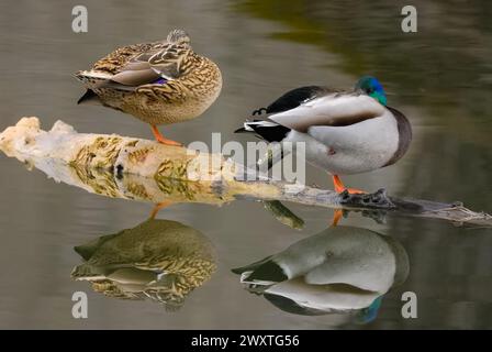 Mallard ducks, Anas platyrhynchos couple male, drake and female resting on old wood in the lake. With beak in feathers. Trencin, Slovakia Stock Photo