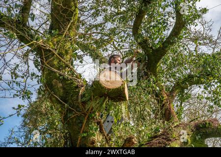 tree surgeon up an oak tree Stock Photo