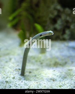 Portrait of a Spotted Garden Eel, Heteroconger hassi Stock Photo