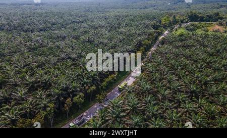 Atmosphere of oil palm plantations in West Kalimantan Stock Photo