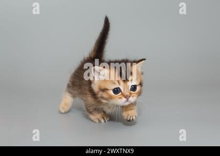 Small short-legged Scottish kitten walks forward on a gray background. Stock Photo