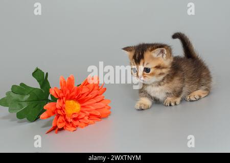 Small short-legged Scottish kitten is walking towards a flower, on a gray background. Stock Photo
