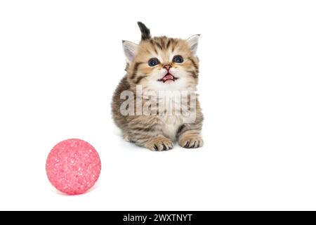 Small Scottish kitten meows loudly next to a ball, isolated on a white background. Stock Photo