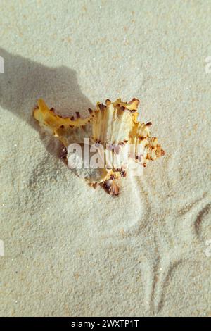 Seashell on white fine sand close-up. Summer background, flat lay. Stock Photo