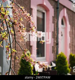 Pretty painted houses on Simpson Street in Cullercoats, North Tyneside Stock Photo