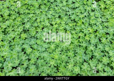 Green leaves background of Geranium ground cover plant. Stock Photo