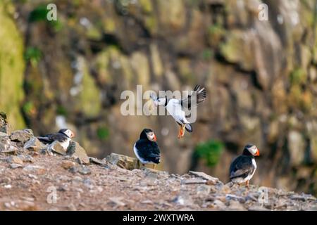 A puffin (Fratercula arctica) lands on the cliff at the Wick in Skomer, an island on the coast of Pembrokeshire, west Wales, famous for its wildlife Stock Photo