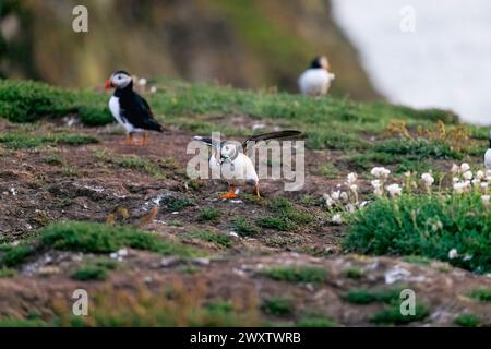 A puffin (Fratercula arctica) with a beakful of sand eels lands on the cliffs at the Wick in Skomer, an island off the coast of Pembrokeshire, Wales Stock Photo