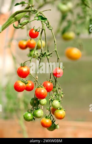 Cherry tomatoes hanging on the branch in the garden. Red and green cherry tomatoes on the vine. Gardening concept, selective focus. Stock Photo