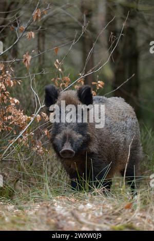 Surprised Wild boar / Wild hog / Feral pig  ( Sus scrofa ), encounter at the edge of a forest, watching, wildlife, Europe. Stock Photo