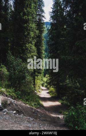 landscape with a beautiful fir spruce forests in Tien Shan mountains in Kazakhstan in summer Stock Photo