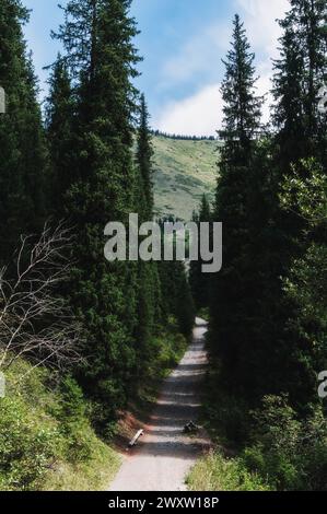 landscape with a beautiful fir spruce forests in Tien Shan mountains in Kazakhstan in summer Stock Photo