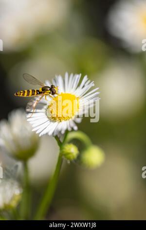 Close-up of a hoverfly (Syrphidae) sitting on a blossom of a common chicory (Cichorium intybus) in the sun Stock Photo