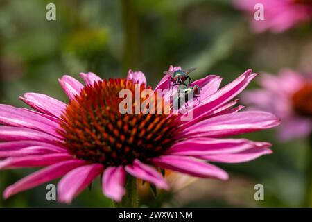 Close-up of two flies sitting on a coneflower (Echinacea) with pink petals in full bloom Stock Photo