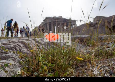 Colorful wildflowers blossom in Acropolis Hill ahead of the Parthenon ...