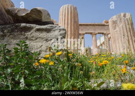 Colorful wildflowers blossom in Acropolis Hill ahead of the Parthenon ...